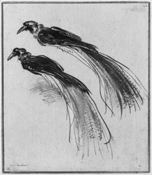 Vögel